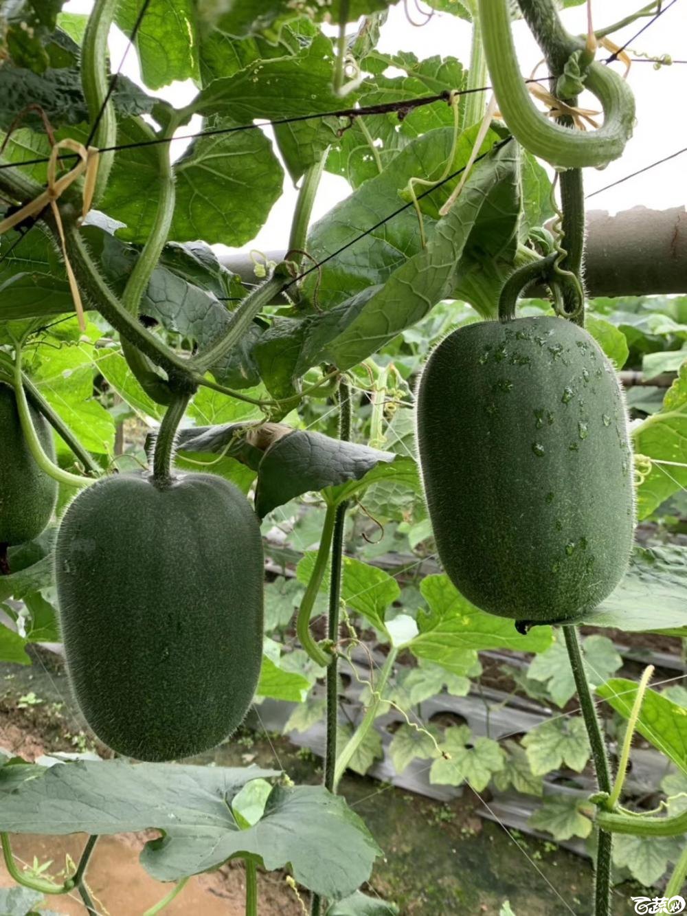 第十七届广州市蔬菜新品种展示推广会广州亚蔬种苗公司宝贝小节瓜img