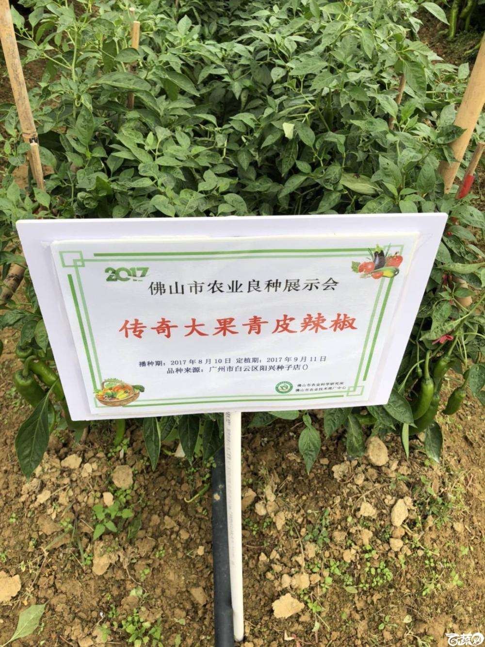 广州阳兴传奇大果青椒在2017年佛山种业博览会的种植表现.jpg