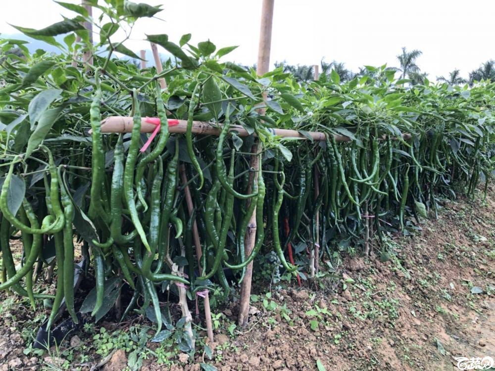 广州阳兴农茂金条线椒在2017年佛山种业博览会的种植表现2.jpg