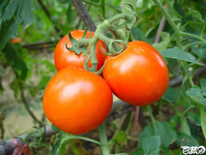 广东农科院蔬菜研究所新星101 番茄.jpg