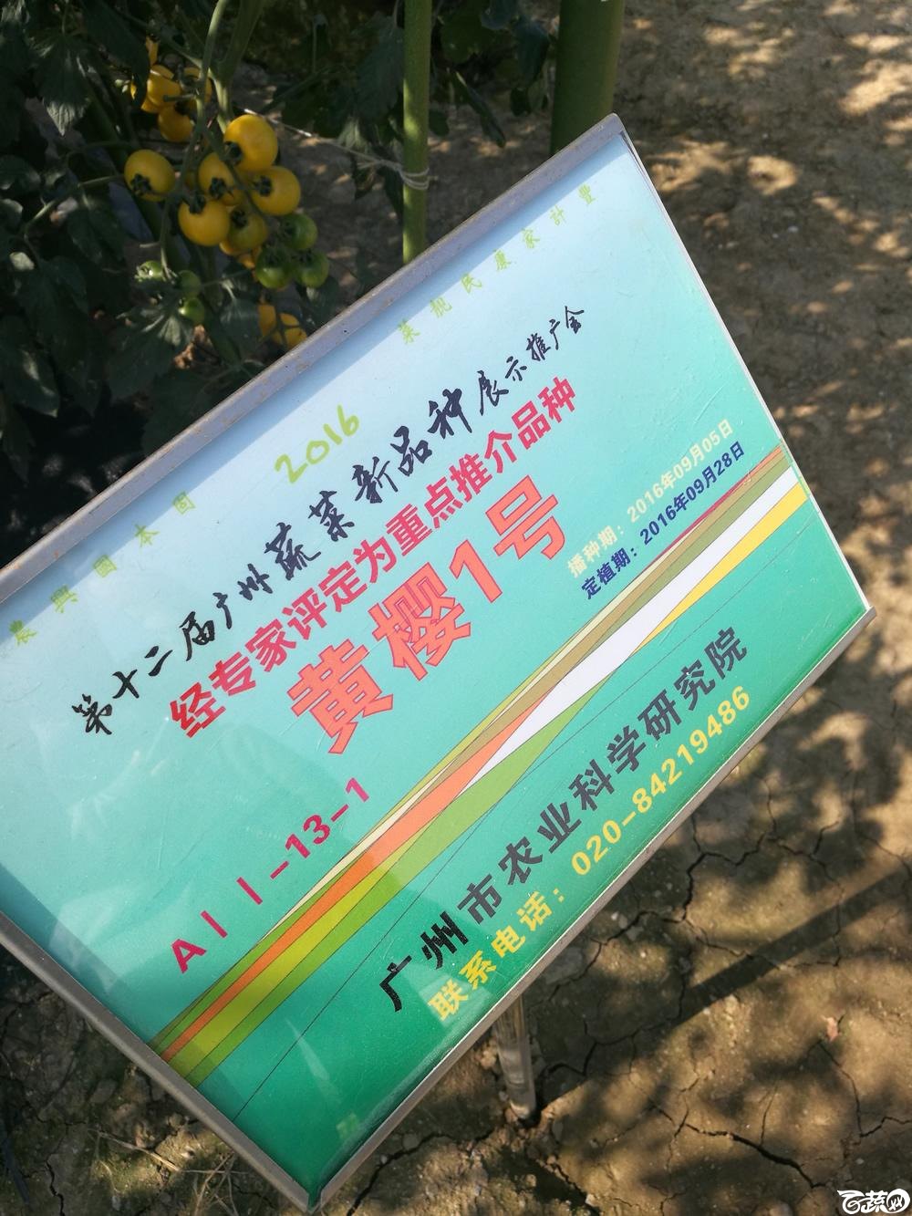 第十二届广州蔬菜展示会专家重点推荐品种,广州市农科院黄樱一号_001.jpg