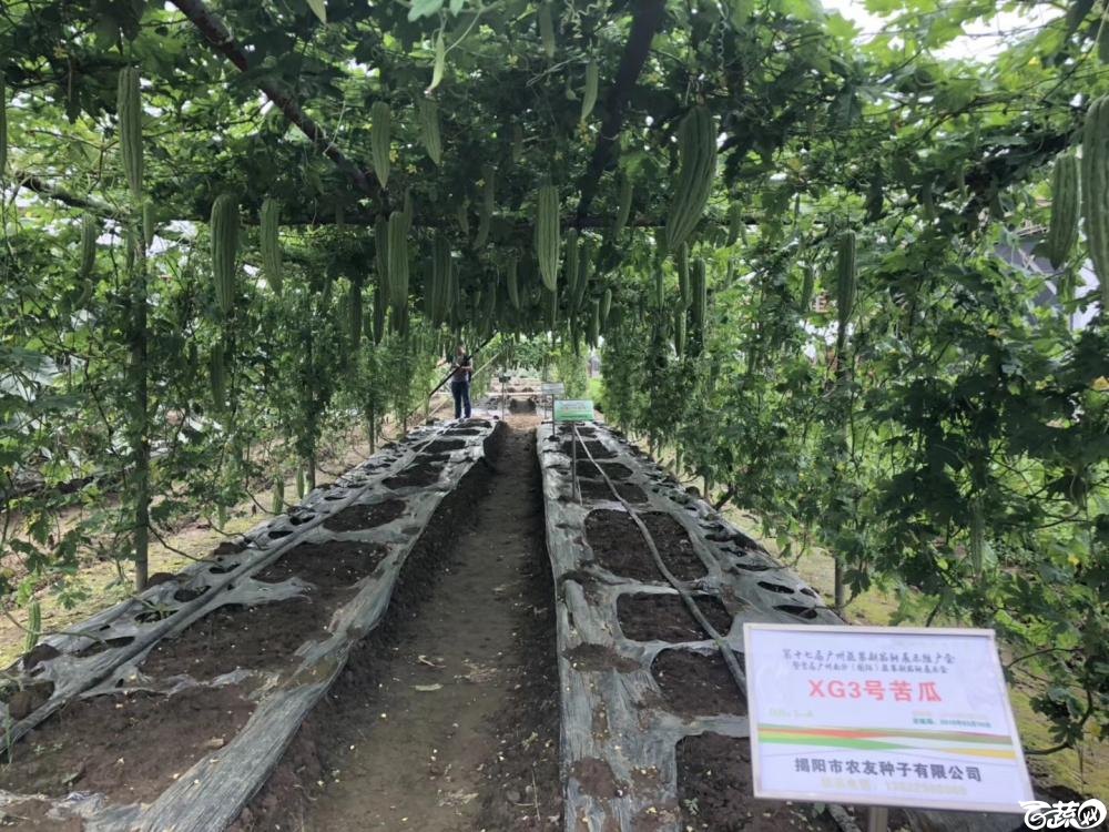第十七届广州市蔬菜新品种展示推广会，揭阳农友种子公司经典3号苦瓜 001.JPG
