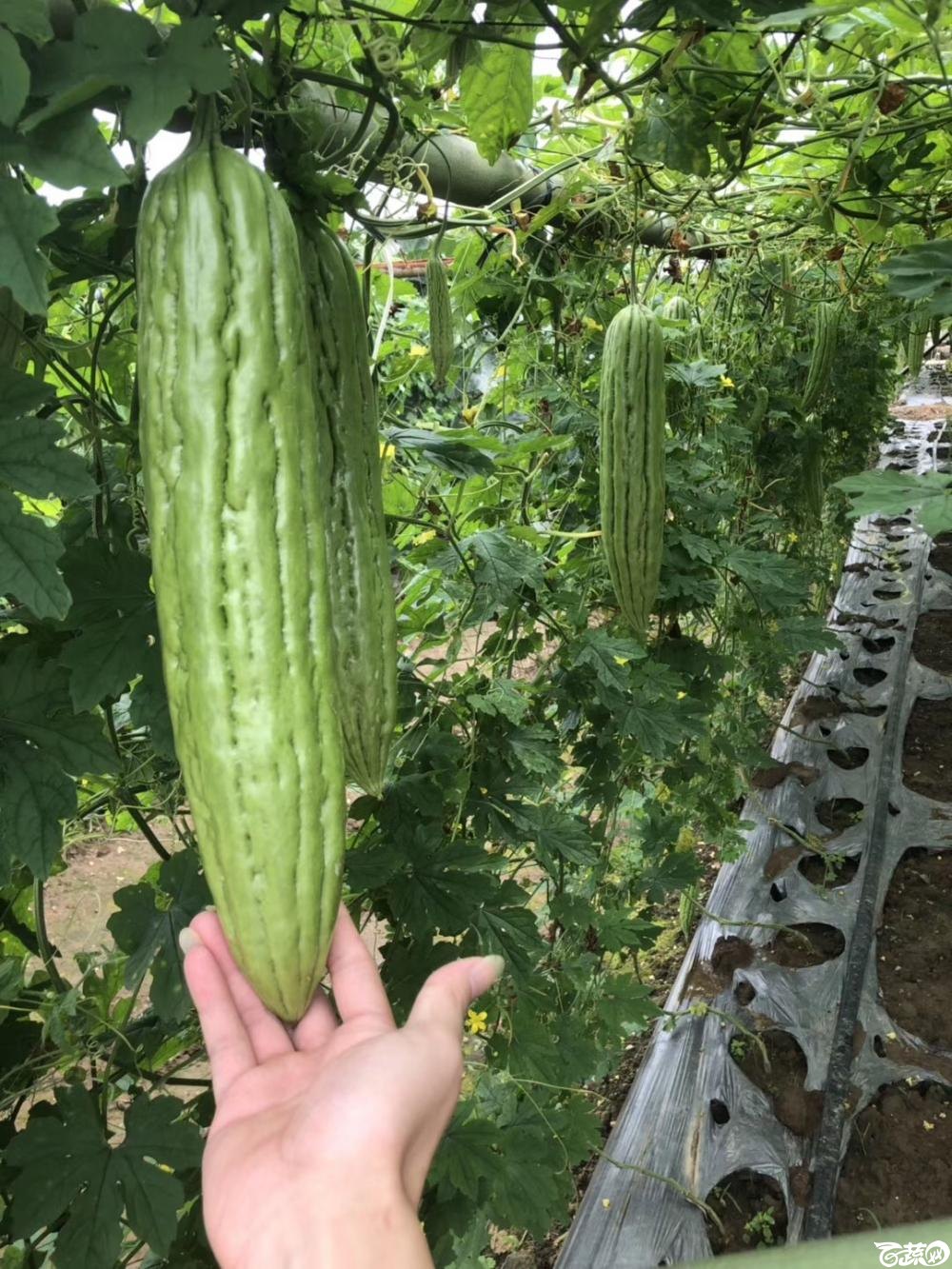第十七届广州市蔬菜新品种展示推广会，揭阳农友种子公司经典3号苦瓜 002.JPG