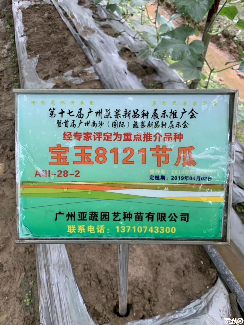第十七届广州市蔬菜新品种展示推广会，专家重点推介品种，宝玉8121节瓜IMG 6815.JPG